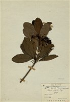 藏品(樹杞)的圖片